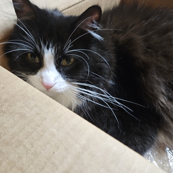 He loves anything new! - Picture 4 of 4